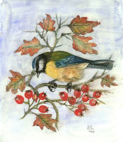 Blue Tit on Hawthorn by Nell Hill